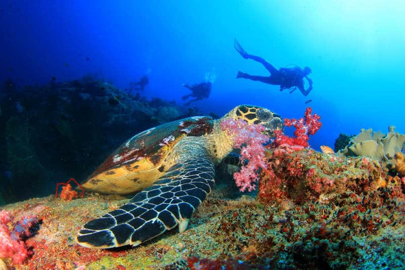 Sea turtle grazing on coral