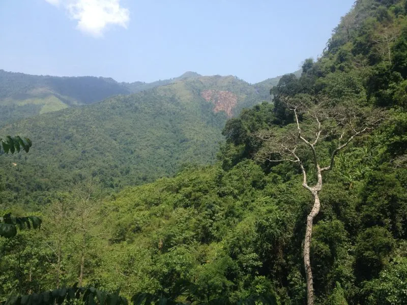 Vang Vieng tropical forest