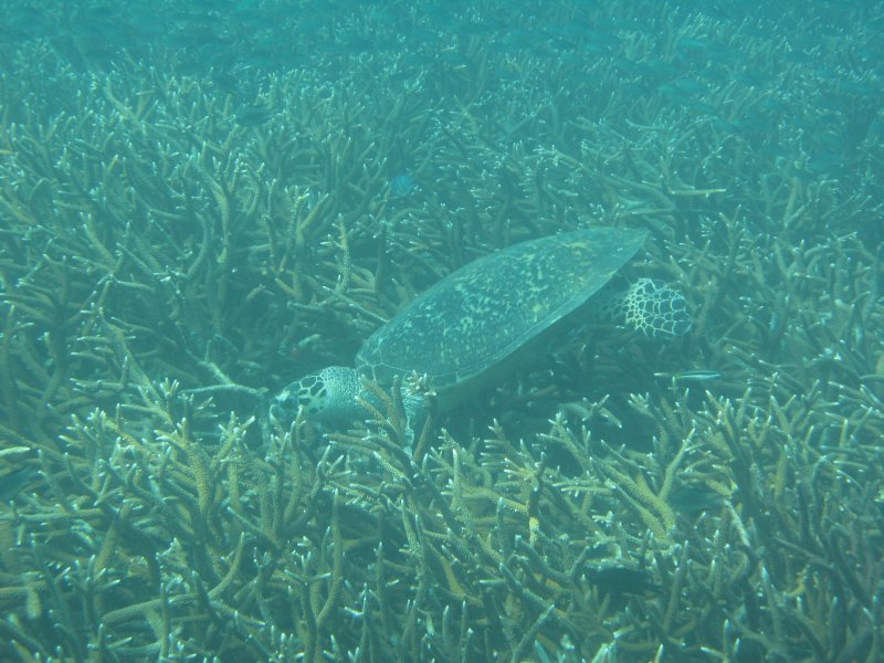 Sea turtle eating coral near Tioman