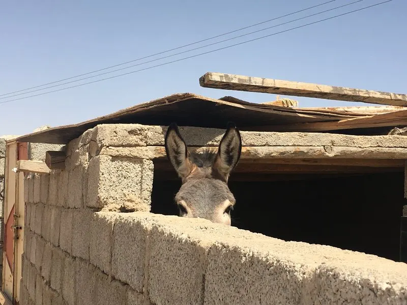 Donkeys in Oman 