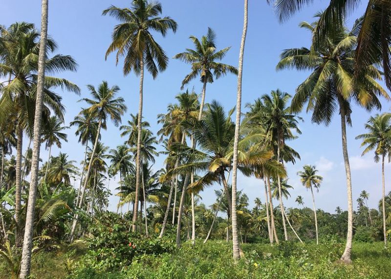 Palm trees, Sri Lanka