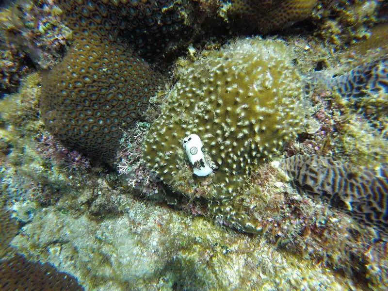 Nudibranch Perhentian Islands scuba diving