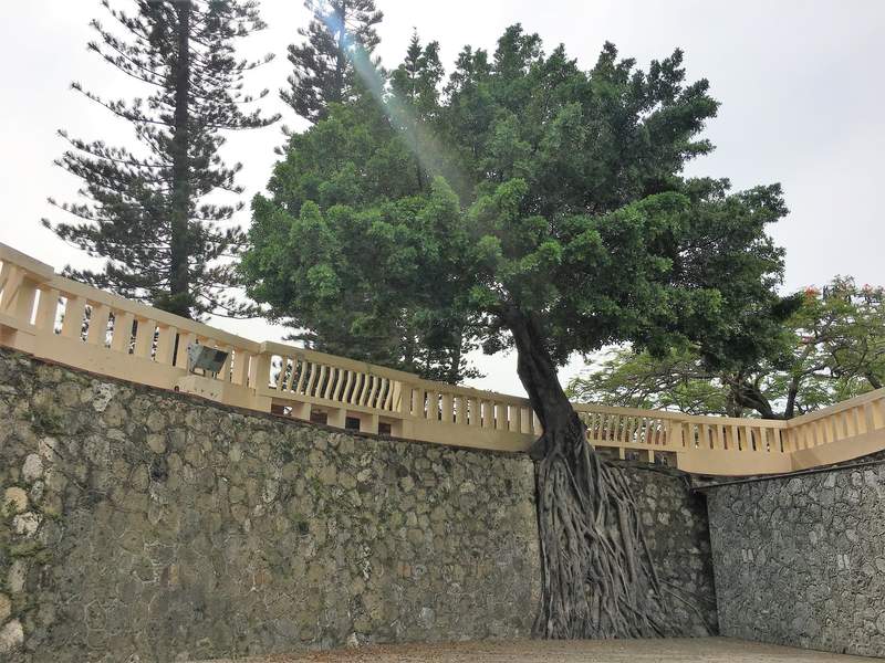 Trees growing over the wall at the Great South Gate Tainan