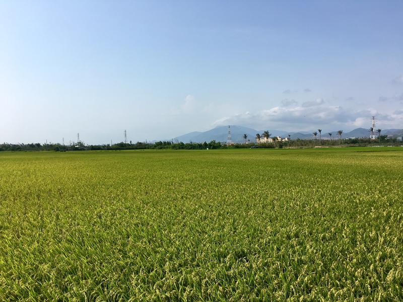 Beautiful green fields outside Hengchun town on the way to  Longluan Lake