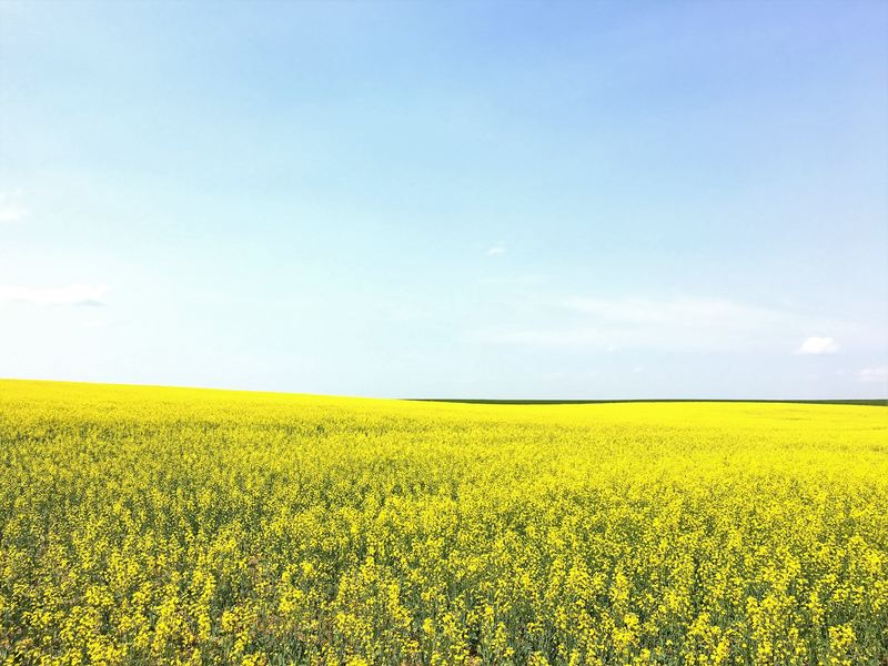 Yellow field Drumheller Alberta Canada