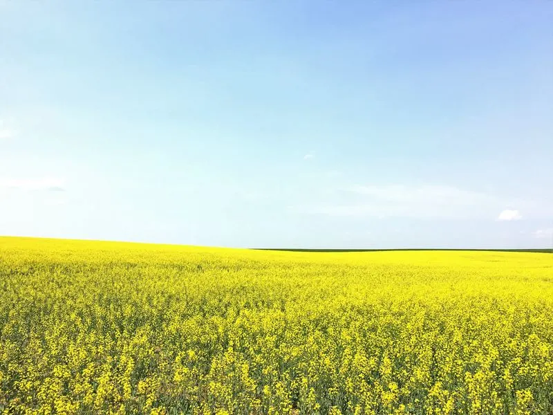 Yellow field Drumheller Alberta Canada