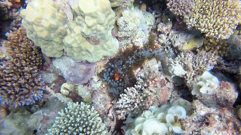 Clownfish Nemo Great Barrier Reef scuba diving experience