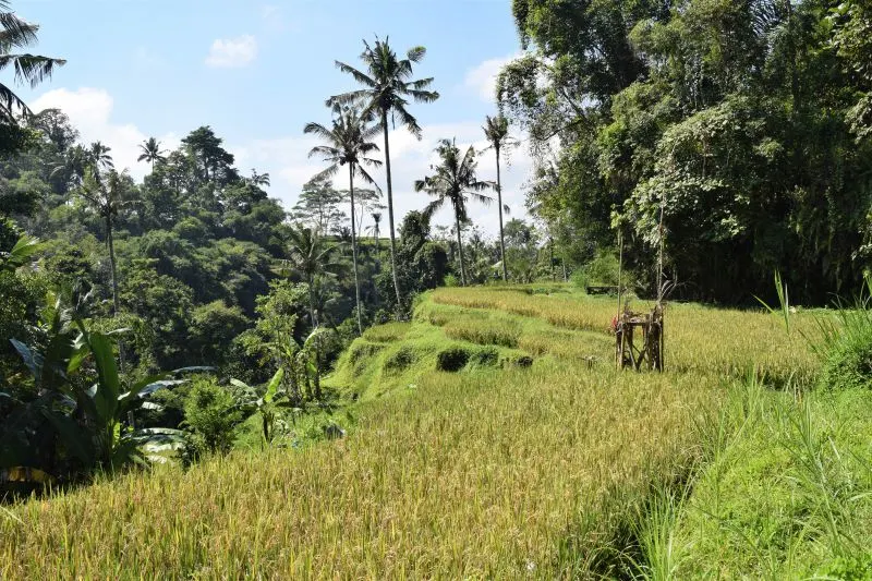 Rice fields Sebatu Bali