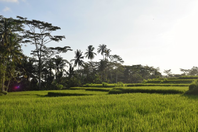 Rice fields around Ubud Bali