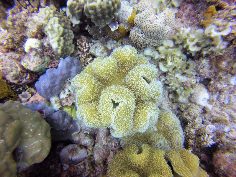 Coral at the Great Barrier Reef now Australia Cairns