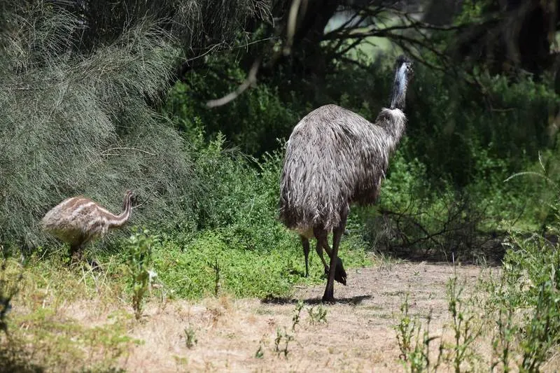 Tower Hill Reserve - emu with chicks
