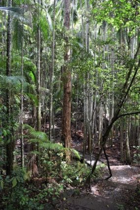 Wompoo circuit Mapleton Falls - short hike Queensland