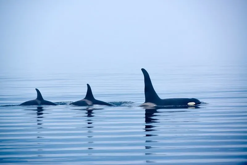 Killer whales on whale watching tour in Victoria Vancouver Island