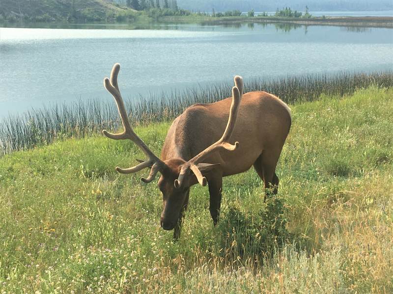 Elk in Banff National Park