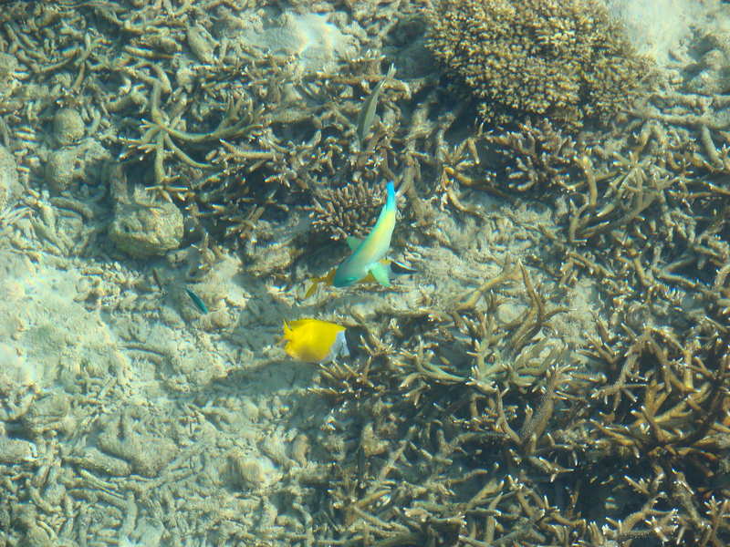 Colorful fish swimming around the pier on Tioman Island Malaysia