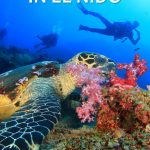 Planning to go diving in El Nido? Read everything you need to know about El Nido diving and doing a PADI Open Water Course here (costs, dive sites, etc). #Philippines #ElNido #Palawan