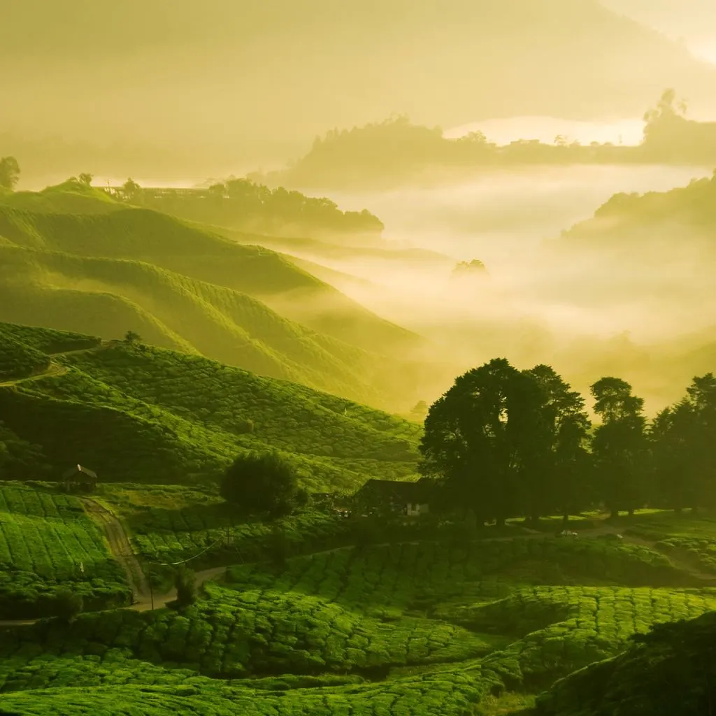 Tea plantations Malaysia