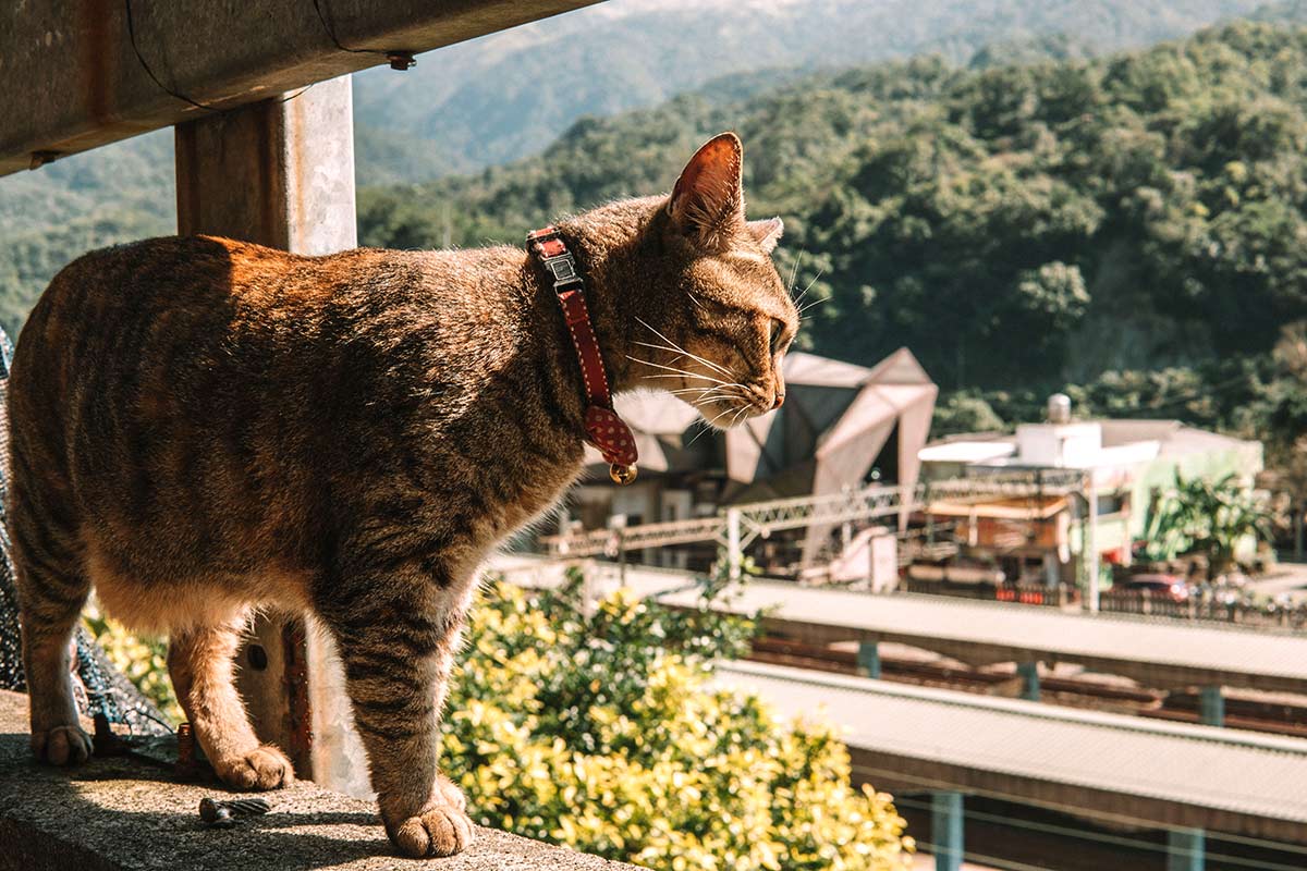 Houtong Cat Village Taiwan - photo by CK Travels