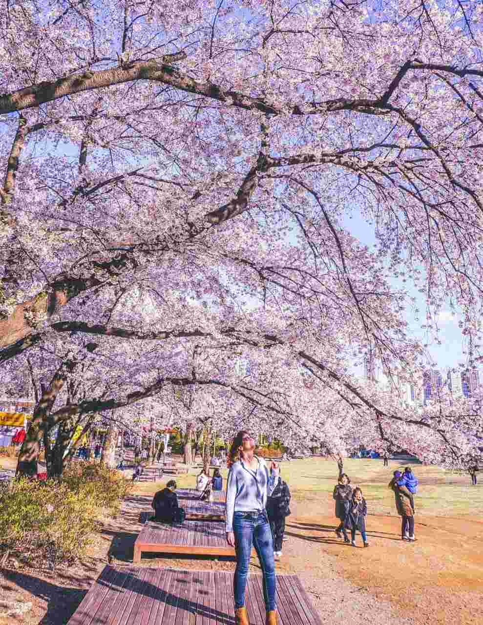 Cherry-blossoms-South-Korea