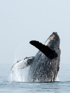 humpback-whale-vancouver-island-bc-phenomenalglobe.com