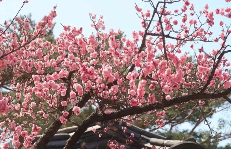 cherry blossom season tokyo